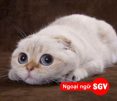 SGV, Con mèo ư?