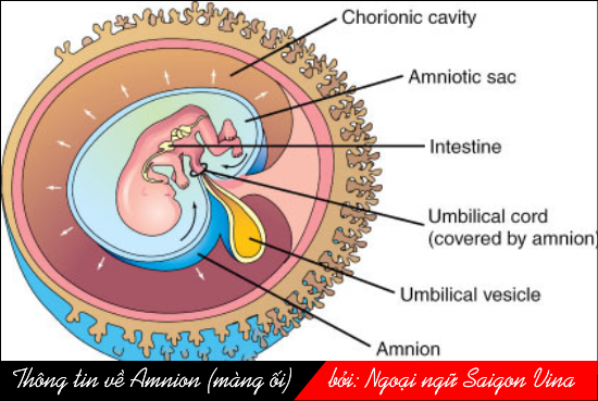 amnion