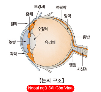 Một số quán ngữ liên quan đến 눈 (mắt)