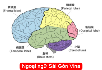 Một số từ vựng liên quan đến não bộ