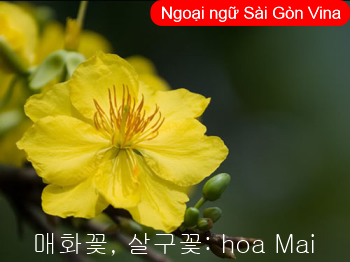 Hoa Mai trong tiếng Hàn