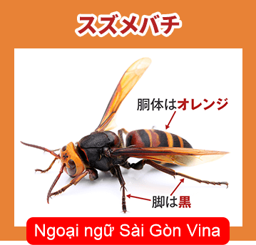 Từ vựng chủ đề côn trùng trong tiếng Nhật