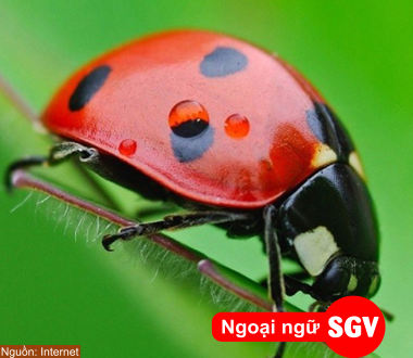 SGV, Từ vựng tiếng Hoa chủ đề côn trùng