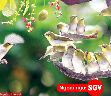 SGV, Tên các loài chim trong tiếng Hoa chủ đề phân loại